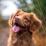 Brown dog in forest